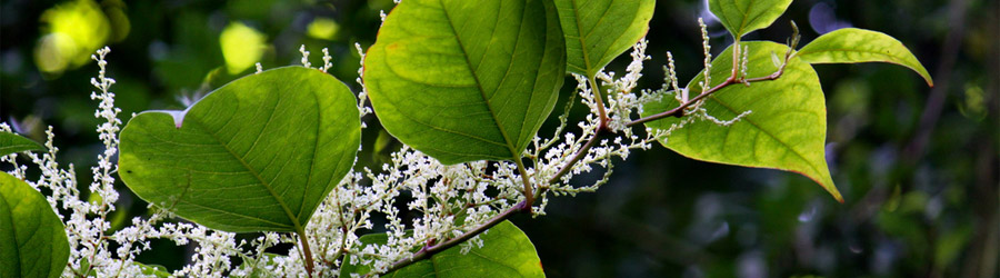 Japanese Knotweed Removal Kent London South East