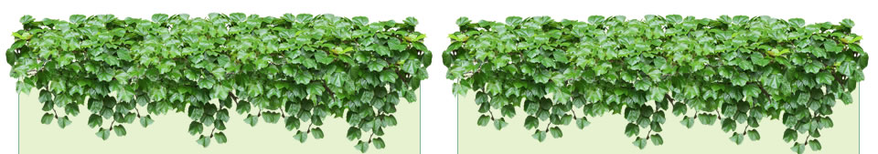 landsaping services london, kent, south east